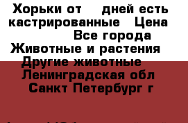   Хорьки от 35 дней есть кастрированные › Цена ­ 2 000 - Все города Животные и растения » Другие животные   . Ленинградская обл.,Санкт-Петербург г.